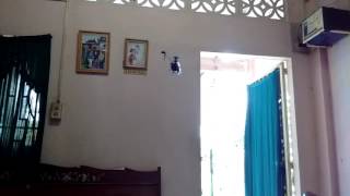 V977 Helicopter 6ch RC indoor hover. Q.Thai pilot