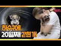 [TV 동물농장 레전드] ‘20일째 하수구에 갇힌 개’ 풀버전 다시보기 I TV동물농장 (Animal Farm) | SBS Story