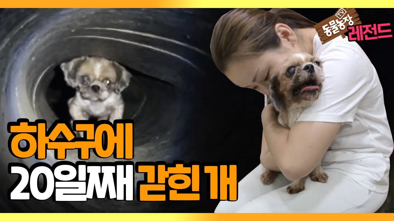 [TV 동물농장 레전드/SUB] ‘20일째 하수구에 갇힌 개’ 풀버전 다시보기 