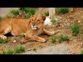 多摩動物公園（ライオン）　牛骨の順番待ち の動画、YouTube動画。