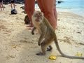 Обезьяний пляж Таиланд, Thailand, Monkey Beach
