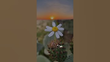 أذكار الصباح  | راحة للقلب وبداية مباركة ليومك