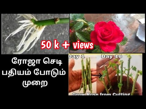 ரோஜா செடி பதியம் How to grow rose cutting BANGALORE ROSE #grpagriculture