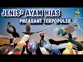 JENIS-JENIS AYAM PHEASANT TERPOPULER | MOST BEAUTIFUL PHEASANTS | TYPES OF PHEASANT
