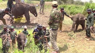 Stranded baby elephant !