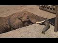 Elephant Encounter at Oasis Wildlife Fuerteventura | Top Tourist Attraction in Fuerteventura 