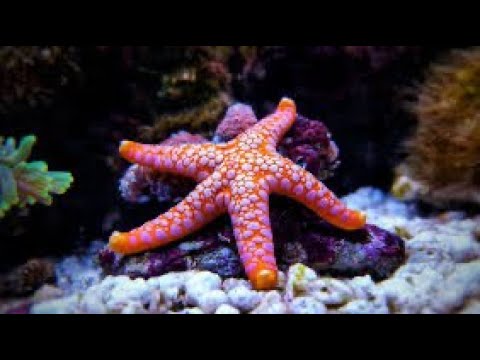 Video: Når spiser sjøstjerner?