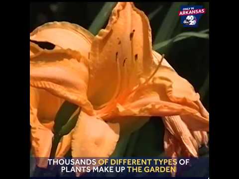 Video: Taman Botani Arkansas Terbaik