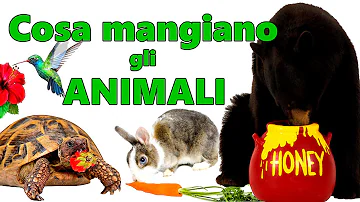 Come si nutrono gli animali erbivori?