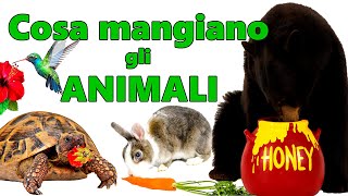 🐮🐈 ANIMALI: COSA MANGIANO? DI COSA SI NUTRONO? Erbivori 🌱 Carnivori 🍖 Onnivori 🍯🐟 - Scuola Primaria