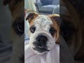 The evolution of tottenham fan diego from 10 weeks to 5 months diegotottenham bulldogpabs