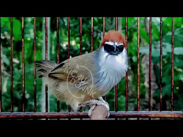 Kaso Kaso Gacor ▶️ Pancing Bunyi Burung Kidangan Gacor class=
