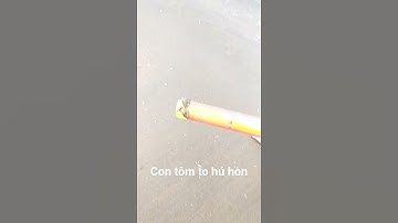 Săn bắt tôm tích biển | tôm tích sữa #shorts
