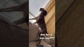 Bird Dog (or house dog) gsplife gspoftheday clutsy oopsie germanshorthairedpointer cutedog