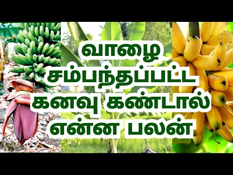 Vazhalai maram kanavil vanthal enna palan|வாழை சம்பந்தப்பட்ட கனவு கண்டால் என்ன பலன்