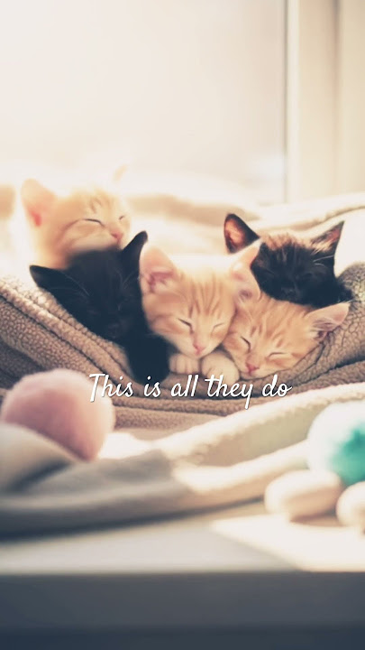 #DreamScreenAI #cute #cutecat #cats #cat #shorts #happy #life #sleep
