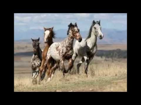 Video: Appaloosa Plemeno Koní Hypoalergenní, Zdraví A životnost