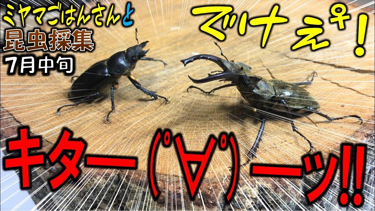 カブトムシ＋クワガタ＝昆虫採集】今期初のミヤマクワガタつかまえた