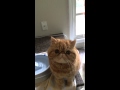 Exotic Shorthair Cat Meowing の動画、YouTube動画。