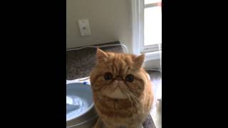 Exotic Shorthair Cat Meowing