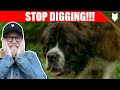 How To Stop Your ST BERNARD DIGGING