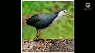 suara burung wak wak ampuh