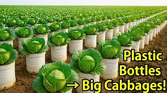 How to Grow Cabbage in Bottles | Fresh & Large Harvest
