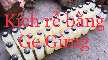 Kích rễ bằng GE Gừng (p1)