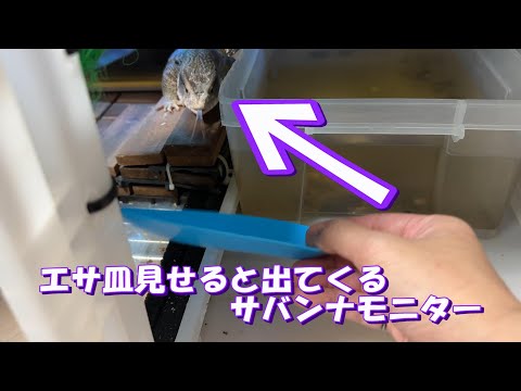 エサ皿見せると出てくるサバンナモニター【りんと日記】