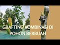 Grafting Mangga di Pohon Yang Sedang Berbuah | Kombinasi Mangga