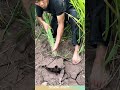 Surprise mud-caught softshell turtle! #fishing