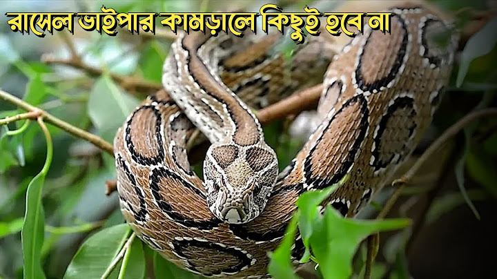 রাসেল ভাইপার যেস্থানে কামড় দিলে কিছুই হবে না ! হাদিসের আলোকে, | নগর বাংলা ইসলামিক টিভি