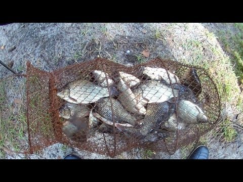 Ловля крупного карася в августе на поплавочную удочку видео; ловля карася в августе на поплавочную удочку видео Ловля карася в августе