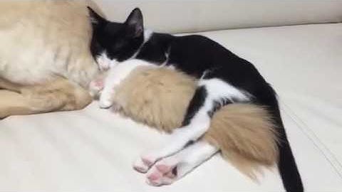 13 Mad Zach   Cyberlab