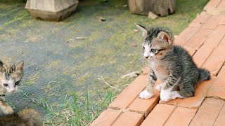 Funny show kittens by Short Tail Kitten TV 112 views 6 days ago 45 seconds