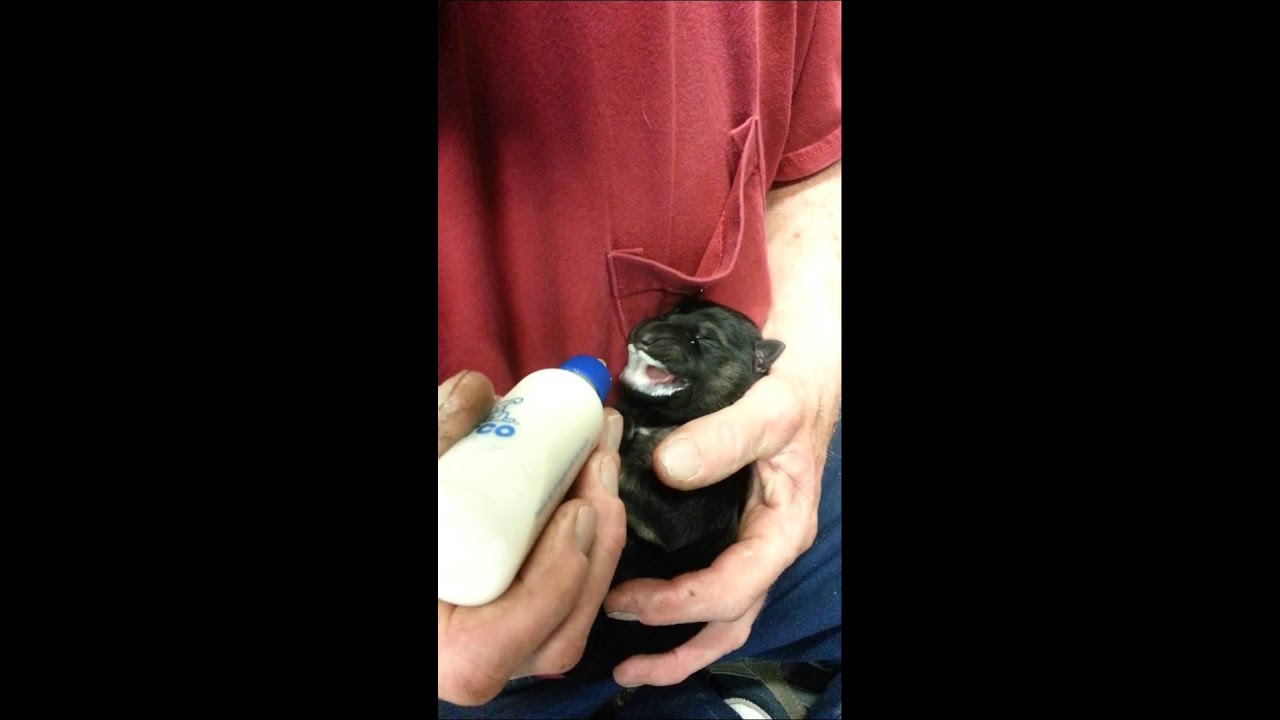 Bottle feeding a puppy YouTube