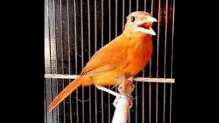 Cucak Emas Papua Dijamin Langsung Respon @kicauantik