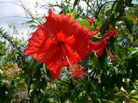 A Beautiful Jamaica Pictures Video