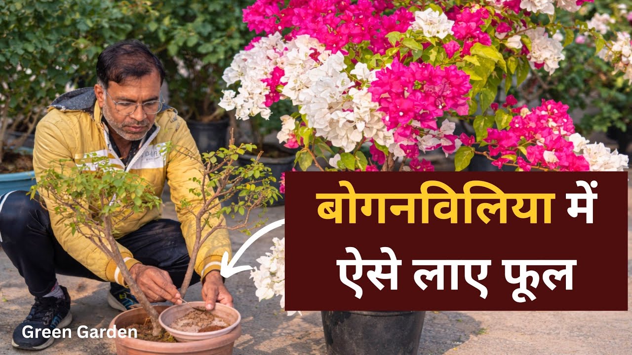 बोगनवेलिया में फूल नहीं आ रहे? ये 1 काम करें