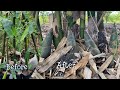 Growing Bamboo from Cutting-Best Way To Grow Bamboo Shoot Fast and Easy (Part 1)