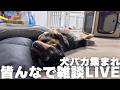 【ダックスまみれLIVE】お気軽にコメントください