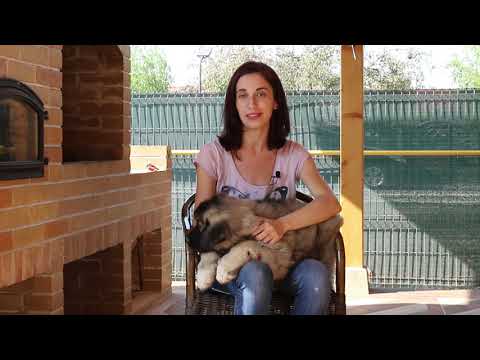 Video: How To Feed A Caucasian Shepherd Puppy