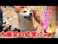 柴犬が大好きなお兄ちゃんお姉ちゃんの中で誰が一番か実験してみた