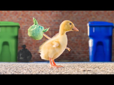 The Runaway Duckling