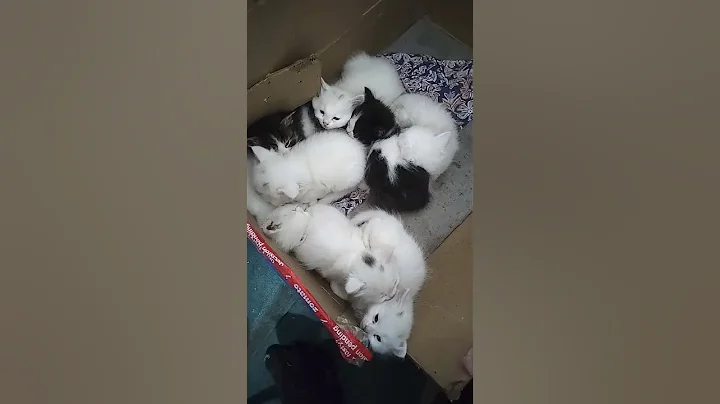 Video 11875501: cat kitten cute pets, cat kitten pets funny