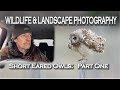 SHORT EARED OWLS: Wildlife Photography