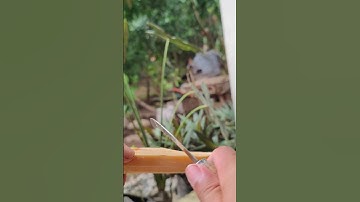 Smart idea to peel sugar cane skin with super sharp tool-Agriculture farming #shorts