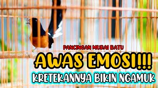 KRETEKAN TAJAM DAN TEMBAKAN MURAI BATU GACOR, PANCINGAN AMPUH RANGSANG EMOSI MURAI BATU CEPAT NGAMUK