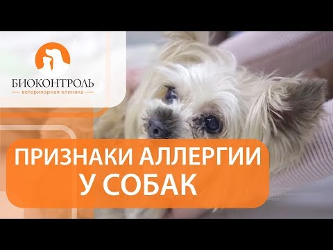 Аллергия у собак симптомы. 🐕 Как выявить симптомы аллергии у собак?