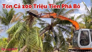 Tốn Cả 100 Triệu Để Phá Bỏ Vừa Dừa Trồng 5 Năm Không Có Trái.